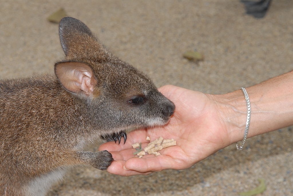 0780 Wildlife Habitat Port Douglas.jpg